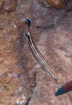 Yellowstripe or Blackstripe Coris, Female 